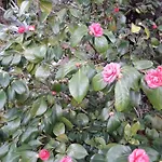House In The Olive Garden * Ágios Ioánnis