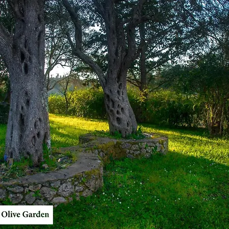 House In The Olive Garden