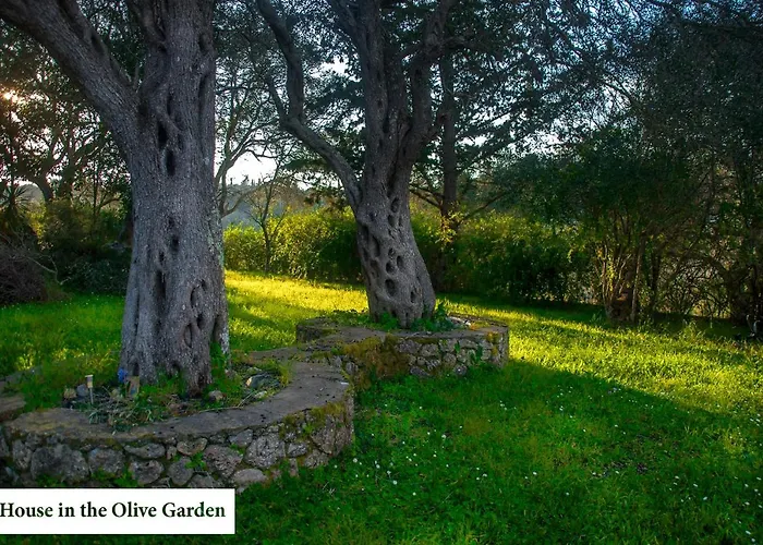 House In The Olive Garden
