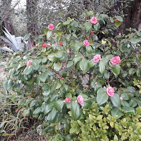 House In The Olive Garden *